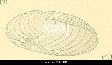 . Beiträge zur Anatomie und Systematik der Stylomatophoren aus dem Gebiete der Monarchie und der angrenzenden Balkanländer. Muscheln. (V.) 120 (5/.&gt; (V). Bitte beachten Sie, dass diese Bilder sind von der gescannten Seite Bilder, die digital für die Lesbarkeit verbessert haben mögen - Färbung und Aussehen dieser Abbildungen können nicht perfekt dem Original ähneln. extrahiert. Wagner, Antoni Jozef, d. 1928. Wien, [K. K. in der Hof- und Staatsdruckerei] Stockfoto