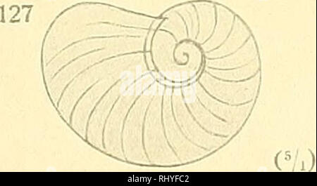 . Beiträge zur Anatomie und Systematik der Stylomatophoren aus dem Gebiete der Monarchie und der angrenzenden Balkanländer. Muscheln. 126. (V.) 120 (5/.&gt; (V). Bitte beachten Sie, dass diese Bilder sind von der gescannten Seite Bilder, die digital für die Lesbarkeit verbessert haben mögen - Färbung und Aussehen dieser Abbildungen können nicht perfekt dem Original ähneln. extrahiert. Wagner, Antoni Jozef, d. 1928. Wien, [K. K. in der Hof- und Staatsdruckerei] Stockfoto