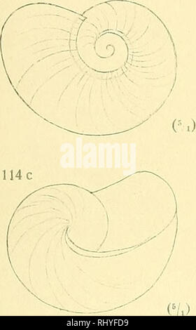 . Beiträge zur Anatomie und Systematik der Stylomatophoren aus dem Gebiete der Monarchie und der angrenzenden Balkanländer. Muscheln. Wagner, A.J.: Anatomie und Systematik der Stylommatophoren. Taf. Xiv. 114 112 113 V J (5/.) 114 b. 124: ^X Y 125. Bitte beachten Sie, dass diese Bilder sind von der gescannten Seite Bilder, die digital für die Lesbarkeit verbessert haben mögen - Färbung und Aussehen dieser Abbildungen können nicht perfekt dem Original ähneln. extrahiert. Wagner, Antoni Jozef, d. 1928. Wien, [K. K. in der Hof- und Staatsdruckerei] Stockfoto