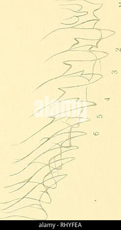 . Beiträge zur Anatomie und Systematik der Stylomatophoren aus dem Gebiete der Monarchie und der angrenzenden Balkanländer. Muscheln. 59 c 57 b. 58. Bitte beachten Sie, dass diese Bilder sind von der gescannten Seite Bilder, die digital für die Lesbarkeit verbessert haben mögen - Färbung und Aussehen dieser Abbildungen können nicht perfekt dem Original ähneln. extrahiert. Wagner, Antoni Jozef, d. 1928. Wien, [K. K. in der Hof- und Staatsdruckerei] Stockfoto