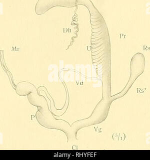 . Beiträge zur Anatomie und Systematik der Stylomatophoren aus dem Gebiete der Monarchie und der angrenzenden Balkanländer. Muscheln. Wagner, A.J.: Anatomie und Systematik der Stylommatophoren. 56 57 ein Ga Ga Taf. Vii. Ali" (5A). 59 c 57 b. Bitte beachten Sie, dass diese Bilder sind von der gescannten Seite Bilder, die digital für die Lesbarkeit verbessert haben mögen - Färbung und Aussehen dieser Abbildungen können nicht perfekt dem Original ähneln. extrahiert. Wagner, Antoni Jozef, d. 1928. Wien, [K. K. in der Hof- und Staatsdruckerei] Stockfoto