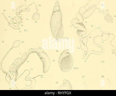 . Beiträge zur Anatomie und Systematik der Stylomatophoren aus dem Gebiete der Monarchie und der angrenzenden Balkanländer. Muscheln. Wagner, A.J.: Anatomie und Systematik der Stylommatophoren. Taf. IL 10 13 Ga./DP 0°/,). Bitte beachten Sie, dass diese Bilder sind von der gescannten Seite Bilder, die digital für die Lesbarkeit verbessert haben mögen - Färbung und Aussehen dieser Abbildungen können nicht perfekt dem Original ähneln. extrahiert. Wagner, Antoni Jozef, d. 1928. Wien, [K. K. in der Hof- und Staatsdruckerei] Stockfoto