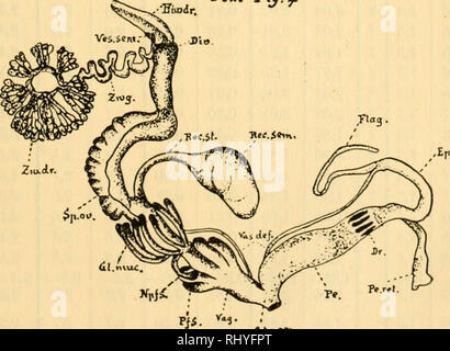 . Beiträge zur Anatomie des Geschlechtsapparates einiger Schweizerischer Trocjoa - (Furticicola-, Helix-) Arten... Da sind vor allem die Pfeile zu nennen. Doch werde ich zunächst noch auf die Verschiedenheit der Pfeilsacklänge auf-merksam machen. Ich erwähne nochmals, daß nur das genau feststellbare proximale Längenmaß der Pfeilsäcke (PFS) ge-nommen wurde und füge noch hinzu, daß alle Fehlerquellen zusammengerechnet den Betrag von zwei bis drei Hundertstel Millimeter nicht übersteigen. (Messokular) Montana hat eine mittlere proximale Pfeilsacklänge von 1,6 mm, clandestina aber eine solche v Stockfoto