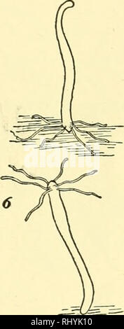 . Verhalten der unteren Organismen. Das Verhalten der Tiere; wirbellose Tiere. . Bitte beachten Sie, dass diese Bilder sind von der gescannten Seite Bilder, die digital für die Lesbarkeit verbessert haben mögen - Färbung und Aussehen dieser Abbildungen können nicht perfekt dem Original ähneln. extrahiert. Jennings, H. S. (Herbert Spencer), 1868-1947. New York, Columbia University Press, der Macmillan Company, Agenten; [etc. Usw.] Stockfoto