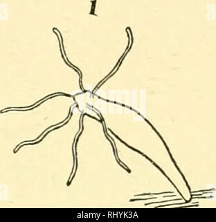 . Verhalten der unteren Organismen. Das Verhalten der Tiere; wirbellose Tiere. Verhalten von CCELENTERATA 191. Bitte beachten Sie, dass diese Bilder sind von der gescannten Seite Bilder, die digital für die Lesbarkeit verbessert haben mögen - Färbung und Aussehen dieser Abbildungen können nicht perfekt dem Original ähneln. extrahiert. Jennings, H. S. (Herbert Spencer), 1868-1947. New York, Columbia University Press, der Macmillan Company, Agenten; [etc. Usw.] Stockfoto