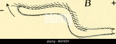 . Verhalten der unteren Organismen. Das Verhalten der Tiere; wirbellose Tiere. Reaktionen der INFUSORIA IN ELEKTRISCHEN STROM 157. Bitte beachten Sie, dass diese Bilder sind von der gescannten Seite Bilder, die digital für die Lesbarkeit verbessert haben mögen - Färbung und Aussehen dieser Abbildungen können nicht perfekt dem Original ähneln. extrahiert. Jennings, H. S. (Herbert Spencer), 1868-1947. New York, Columbia University Press, der Macmillan Company, Agenten; [etc. Usw.] Stockfoto
