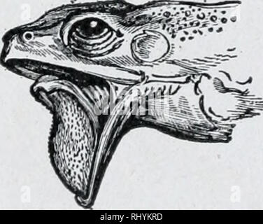 . Anfänger Zoologie. Zoologie. 130 Anfänger "Zoologie existiert, da es nur einen einzigen Wirbel vor der sollte - ders (Abb. 252), während Säugetiere haben sieben Hals (HWS) Wirbel. Es gibt keinen Schwanz (kaudale) Wirbel, auch in der Kaulquappe stand der Frösche und Kröten. Der Kopf erscheint eine dreieckige Form, wenn, aus welcher Richtung gesehen.? Der Leiter der Frosch ist Spitzer als der Kopf einer Kröte. Ist der Schädel eine geschlossene bei breiten Knochen oder eine offene Struktur von schmalen Knochen} (Abb. 252.) Beschreiben Sie den Monat. Beobachten Sie den Umfang der Mundöffnung (Abb. 251). Kx^ Zähne im Oberkiefer.? Th Stockfoto