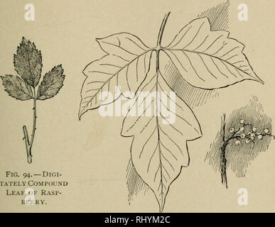 . Anfänger Botanik. Botanik. Blätter - FORM UND POSITION 75 Manchmal die Flugblätter selbst sind, und das ganze Blatt wird dann sagte zu bi-Compound oder zweimal-com-. Abb. 94. - DlGI-Würdevollen Compound Leaf von Rasp-Berry. Abb. 95. - Poison Ivy. Blätter und Früchte. Pfund (Abb. 90). Einige Blätter sind Drei-, Vier- oder Fünf-Compound. Decompound ist ein allgemeiner Begriff, der Grad der Compoundierung über zweimal-com-pound zum Ausdruck zu bringen. Blätter, die nicht bis zur Mittelrippe unterteilt sind: Gelappt, wenn die Öffnungen oder nebenhöhlen nicht mehr als die Hälfte der Tiefe sind der Klinge (Abb. sagte. 96), Spalte Stockfoto