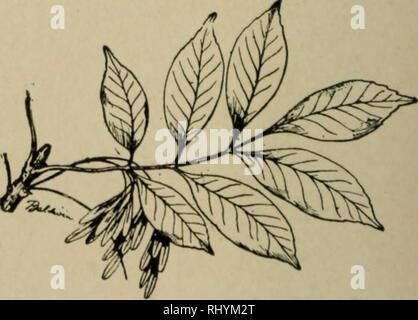 . Anfänger Botanik. Botanik. Abb. 92,- Fingerförmig geäderten Pel-tate Blatt von kapuzinerkresse. Abb. 93. - Pinnately Compound Leaf von Asche. Wie bei der Division auf die Mittelrippe (Abbn erstreckt. 90, 93, 94, 95). Die Teile oder Äste sind als Broschüren, bekannt. Bitte beachten Sie, dass diese Bilder sind von der gescannten Seite Bilder, die digital für die Lesbarkeit verbessert haben mögen - Färbung und Aussehen dieser Abbildungen können nicht perfekt dem Original ähneln. extrahiert. Bailey, L. H. (Liberty Hyde), 1858-1954. New York, der Macmillan Company Stockfoto