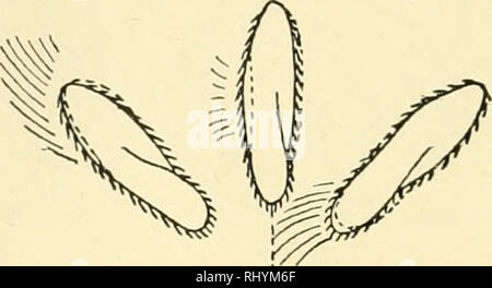 . Verhalten der unteren Organismen. Das Verhalten der Tiere; wirbellose Tiere. 82 VERHALTEN DER UNTEREN ORGANISMEN +. :. Bitte beachten Sie, dass diese Bilder sind von der gescannten Seite Bilder, die digital für die Lesbarkeit verbessert haben mögen - Färbung und Aussehen dieser Abbildungen können nicht perfekt dem Original ähneln. extrahiert. Jennings, H. S. (Herbert Spencer), 1868-1947. New York, Columbia University Press, der Macmillan Company, Agenten; [etc. Usw.] Stockfoto