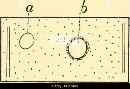 . Verhalten der unteren Organismen. Das Verhalten der Tiere; wirbellose Tiere. Das Verhalten von INFUSORIA; PARAMECIUM 67. Bitte beachten Sie, dass diese Bilder sind von der gescannten Seite Bilder, die digital für die Lesbarkeit verbessert haben mögen - Färbung und Aussehen dieser Abbildungen können nicht perfekt dem Original ähneln. extrahiert. Jennings, H. S. (Herbert Spencer), 1868-1947. New York, Columbia University Press, der Macmillan Company, Agenten; [etc. Usw.] Stockfoto