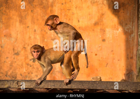 Monkey Business, Galtaji, Affentempel, Jaipur, Rajasthan Stockfoto