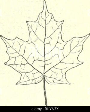 . Anfänger Botanik. Botanik. FlG. 94. - DlGI-WÜRDEVOLLEN Compound Leaf von Rasp-Berry. Abb. 95.- Gift Iv^'. Blätter und Früchte. Pfund (Abb. 90). Einige Blätter sind Drei-, Vier- oder Fünf-Compound. Decompound ist ein allgemeiner Begriff, der Grad der Compoundierung über zweimal-com-pound zum Ausdruck zu bringen. Blätter, die nicht bis zur Mittelrippe unterteilt sind: Gelappt, wenn die Öffnungen oder nebenhöhlen nicht mehr als die Hälfte der Tiefe sind der Klinge (Abb. sagte. 96); Spalt, wenn die nebenhöhlen sind tiefer als die Mitte;. Abb. 96. - Gelappten Blatt von Sugar Maple .. Bitte beachten Sie, dass diese Bilder aus gescannten extrahiert werden Stockfoto