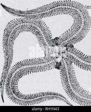 . Anfänger Zoologie. Zoologie. Abb. 64.- Das Meer Ot-ter, ein seeigel mit Öffnung (0) und Entlüftung {A) auf der gleichen Seite des Körpers. Die größte Art der Seeigel sind fast so groß wie ein Kind im Kopf, aber solche Größe ist ungewöhnlich. Die Stacheln sind auf Knöpfe angebracht, und die gemeinsame ähnelt einem Kugelgelenk, und ermöglicht eine breite Palette von Bewegung. Einige Seeigel auf sandigen Ufern leben, andere Arten leben auf den Felsen. Das Sand Dollar sind heller gefärbt. (Warum)? Sie sind Usu-Ally flacheren und leichteren, dünneren Wänden als die anderen Arten. Die fünf - durchlöcherte sand Kuchen oder Sand Dollar hat sein Gewicht immer noch Stockfoto