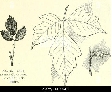 . Anfänger Botanik. Botanik. Blätter - FORM UND POSITION 75 Manchmal die Flugblätter selbst sind, und das ganze Blatt wird dann sagte zu bi-Compound oder zweimal-com-. FlG. 94. - DlGI-WÜRDEVOLLEN Compound Leaf von Rasp-Berry. Abb. 95.- Gift Iv^'. Blätter und Früchte. Pfund (Abb. 90). Einige Blätter sind Drei-, Vier- oder Fünf-Compound. Decompound ist ein allgemeiner Begriff, der Grad der Compoundierung über zweimal-com-pound zum Ausdruck zu bringen. Blätter, die nicht bis zur Mittelrippe unterteilt sind: Gelappt, wenn die Öffnungen oder nebenhöhlen nicht mehr als die Hälfte der Tiefe sind der Klinge (Abb. sagte. 96), Spalte Stockfoto