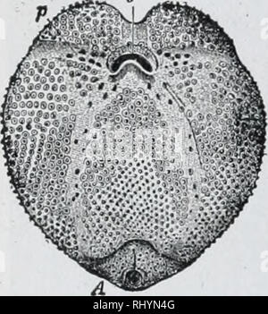 . Anfänger Zoologie. Zoologie. 4d-Anfänger "Zoologie. Abb. 64.- Das Meer Ot-ter, ein seeigel mit Öffnung (0) und Entlüftung {A) auf der gleichen Seite des Körpers. Die größte Art der Seeigel sind fast so groß wie ein Kind im Kopf, aber solche Größe ist ungewöhnlich. Die Stacheln sind auf Knöpfe angebracht, und die gemeinsame ähnelt einem Kugelgelenk, und ermöglicht eine breite Palette von Bewegung. Einige Seeigel auf sandigen Ufern leben, andere Arten leben auf den Felsen. Das Sand Dollar sind heller gefärbt. (Warum)? Sie sind Usu-Ally flacheren und leichteren, dünneren Wänden als die anderen Arten. Die fünf - durchlöcherte sand Kuchen oder sand Puppe Stockfoto