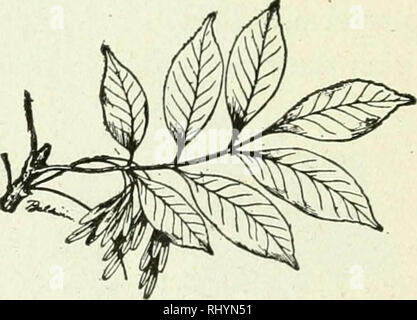 . Anfänger Botanik. Botanik. Abb. 92. - Fingerförmig geäderten Pel-tate Blatt von kapuzinerkresse. Abb. 93. - Pinnately Compound Leaf von Asche. Wie bei der Division auf die Mittelrippe (Abbn erstreckt. 90, 93, 94, 95). Die Teile oder Äste sind als Broschüren bekannt.. Bitte beachten Sie, dass diese Bilder sind von der gescannten Seite Bilder, die digital für die Lesbarkeit verbessert haben mögen - Färbung und Aussehen dieser Abbildungen können nicht perfekt dem Original ähneln. extrahiert. Bailey, L. H. (Liberty Hyde), 1858-1954. Toronto: Macmillan Stockfoto