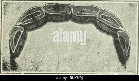 . Anfänge in der Tierhaltung. Vieh und Geflügel. Abb. 73. Alter des Pferdes durch die Zähne gezeigt. IJ-^ Jahre alt. Abbn. 73-80 reproduziert von "Beurtheilungslehre des Pferdes", 1859. Abb. 74. 23 ji Jahren.. Bitte beachten Sie, dass diese Bilder sind von der gescannten Seite Bilder, die digital für die Lesbarkeit verbessert haben mögen - Färbung und Aussehen dieser Abbildungen können nicht perfekt dem Original ähneln. extrahiert. Plumb, Charles Sumner, 1860-1939. St. Paul, Minn: Webb Pub. Co. Stockfoto
