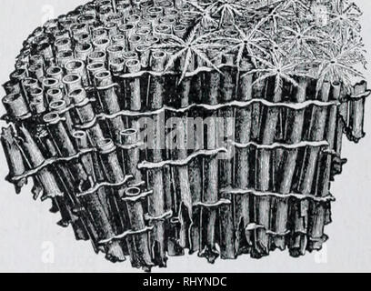 . Anfänger Zoologie. Zoologie. Abb. 47. - Meer Ventilator (a coralline). Die rote "Korallen" für Schmuck verwendet werden Spitzen der Halme von ADR-allines. Die CORALLINES (Abbn. 47, 48) sind nicht so reichlich, noch so wichtig wie die korallenpolypen (Abbn. 45, 49). Kolonien von korallenpolypen wachsen in zahllosen Nummern, die in den tropischen Meeren. Die Koralle durch aufeinanderfolgende Colo-nics von Polypen Accu-mulates und baut viele Inseln F1 G. 48,- ORGAN PiPE" Corai" (Korallenriffe). Und wichtige Addi- Kontinenten. Die Florida "Tasten" oder Inseln, und der südliche Teil von dem Festland von Florida w Stockfoto