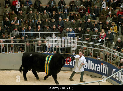 Ein Landwirt Paraden ihre aberdeen-angus Stier im Verkauf Ring an der Vereinigten Auktionen' Stirling Stier Sales bei Stirling landwirtschaftliches Zentrum. Stockfoto