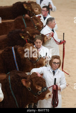 Die Landwirte Parade ihre Limousin Bulls im Ring vor ihrem Verkauf an United Auktionen' Stirling Stier Sales bei Stirling landwirtschaftliches Zentrum. Stockfoto