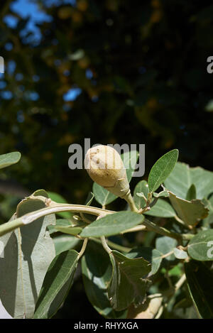 Lagunaria patersonia Zweig mit Früchten Stockfoto