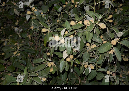 Lagunaria patersonia Zweig mit Früchten Stockfoto