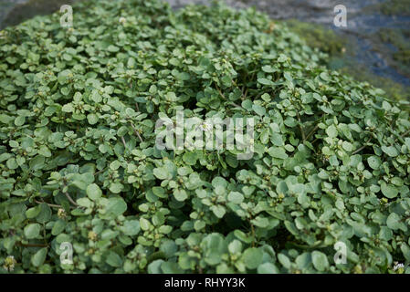 Kapuzinerkresse officinale Stockfoto