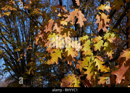 Quercus rubra Zweig mit gelbem Laub Stockfoto