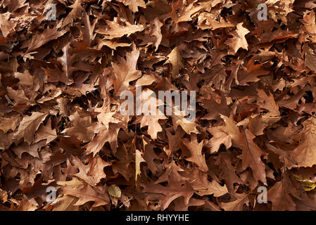 Quercus rubra Blätter auf dem Boden Stockfoto