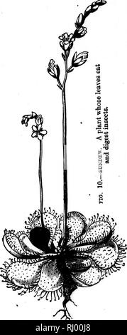 . Die Geschichte der Pflanzen [microform]. Pflanzen; Botanik; Plantes; Botanique. . Bitte beachten Sie, dass diese Bilder sind von der gescannten Seite Bilder, die digital für die Lesbarkeit verbessert haben mögen - Färbung und Aussehen dieser Abbildungen können nicht perfekt dem Original ähneln. extrahiert. Allen, Grant, 1848-1899. London: G. Newnes Stockfoto