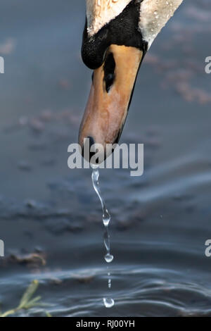 Nahaufnahme der Kopf einer Mute swan mit Wasser fällt von ihrem Schnabel. Stockfoto