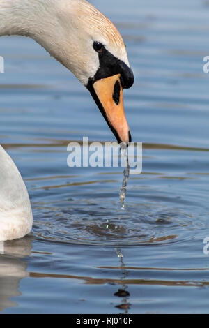 Nahaufnahme der Kopf einer Mute swan mit Wasser fällt von ihrem Schnabel. Stockfoto