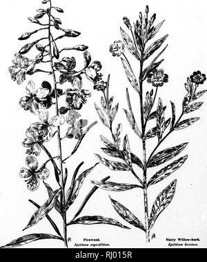 . Wayside Blumen [microform]: Serie III. Eine Beschreibung der Amerikanischen wilden Blumen, die blühen im Juli, August und September. Wilde Blumen; Fleurs sauvages. f-Serie 3. * S. I^FIreweed. Epilbbiuin anguslifhlium. Haarige Wlllowherb. EpilhUum hirtiitum. Si. Bitte beachten Sie, dass diese Bilder sind von der gescannten Seite Bilder, die digital für die Lesbarkeit verbessert haben mögen - Färbung und Aussehen dieser Abbildungen können nicht perfekt dem Original ähneln. extrahiert. Mathews, F. Schuyler (Ferdinand Shuyler), 1854-1938. Boston; Springfield, Massachusetts: Taber-Prang Kunst Stockfoto