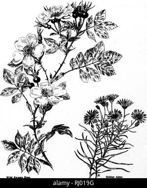 . Wayside Blumen [microform]: Serie III. Eine Beschreibung der Amerikanischen wilden Blumen, die blühen im Juli, August und September. Wilde Blumen; Fleurs sauvages. Serie 3. Wilden Sumpf Rose, Hha Carolines. Qolden Aster. ^ ' Chrysipsis/aUila.. Bitte beachten Sie, dass diese Bilder sind von der gescannten Seite Bilder, die digital für die Lesbarkeit verbessert haben mögen - Färbung und Aussehen dieser Abbildungen können nicht perfekt dem Original ähneln. extrahiert. Mathews, F. Schuyler (Ferdinand Shuyler), 1854-1938. Boston; Springfield, Massachusetts: Taber-Prang Kunst Stockfoto