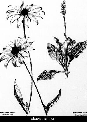 . Wayside Blumen [microform]: Serie III. Eine Beschreibung der Amerikanischen wilden Blumen, die blühen im Juli, August und September. Wilde Blumen; Fleurs sauvages. Serie 3. Black-Eyed Susan Ruiibeckia Mita. Klapperschlange Wegerich. Goodyera pukiscens.. Bitte beachten Sie, dass diese Bilder sind von der gescannten Seite Bilder, die digital für die Lesbarkeit verbessert haben mögen - Färbung und Aussehen dieser Abbildungen können nicht perfekt dem Original ähneln. extrahiert. Mathews, F. Schuyler (Ferdinand Shuyler), 1854-1938. Boston; Springfield, Massachusetts: Taber-Prang Kunst Stockfoto