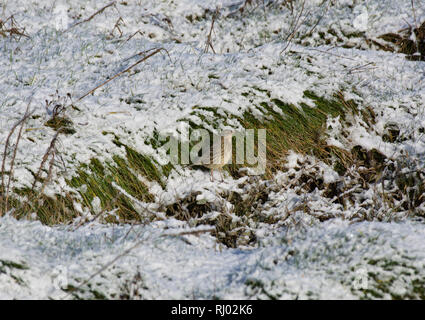 Rock Pieper, Anthus petrosus, Nahrungssuche im Schnee, Lancashire, Großbritannien Stockfoto