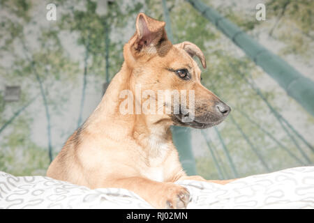 Adorable Mischling Welpe Hund mit niedlichen Augen Kopf geschossen auf weißem Hintergrund Stockfoto
