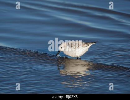 Sanderling, Calidris alba, Erwachsener, im flachen Wasser, Morecambe Bay, Großbritannien Stockfoto