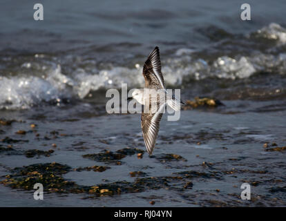 Sanderling, Calidris alba, Erwachsener, im Flug, Morecambe Bay, Großbritannien Stockfoto