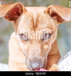 Adorable Mischling Welpe Hund mit niedlichen Augen Kopf geschossen auf weißem Hintergrund Stockfoto