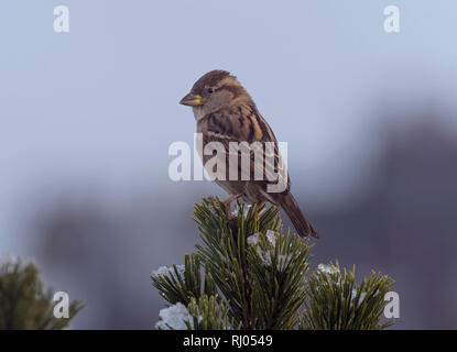 House Sparrow, Passer domesticus, thront auf Pine Tree, Schnee, Lancashire, England, Großbritannien Stockfoto