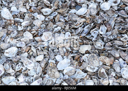 Austernschalen verworfen in Whitstable, Kent, England Stockfoto