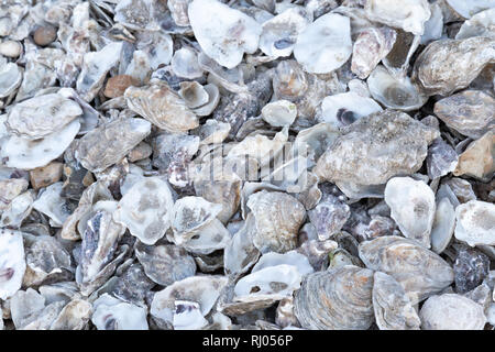 Austernschalen verworfen in Whitstable, Kent, England Stockfoto