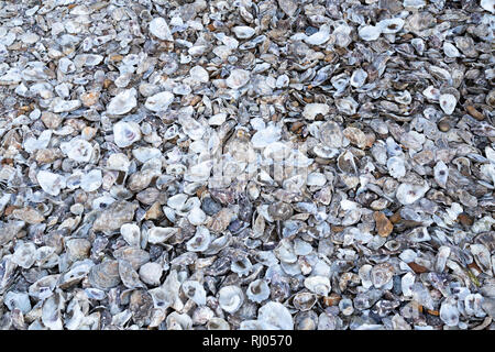 Austernschalen verworfen in Whitstable, Kent, England Stockfoto