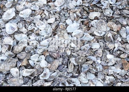 Austernschalen verworfen in Whitstable, Kent, England Stockfoto