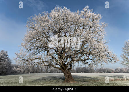 Raureif auf den Bäumen in einer Parklandschaft in Tonbridge, Kent, Großbritannien Stockfoto