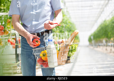 Mittelteil der Mann mit Korb kaufen Bio Tomaten im Gewächshaus Stockfoto