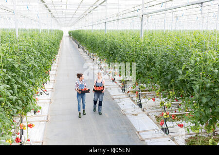 Hohe Betrachtungswinkel von Kollegen, die Tomaten in Kiste im Gewächshaus Stockfoto