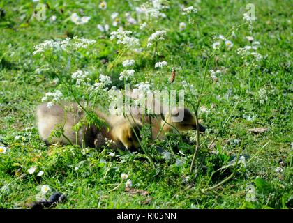 Küken Kanadagans (Branta canadensis) in Walthamstow Marshes, London, UK. Stockfoto